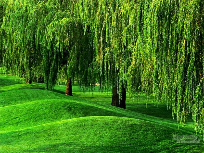 Weeping Willow Trees — Green