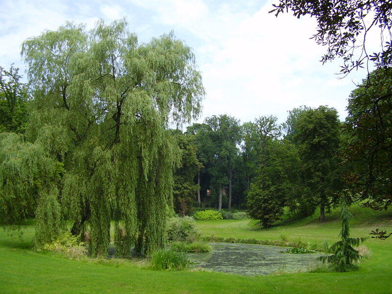 Weeping Willow Trees