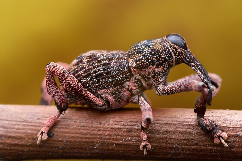 Weevil on a Branch