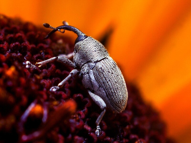 weevil on a flower