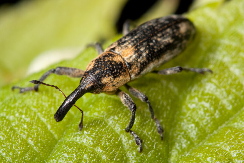weevil on a green leaf