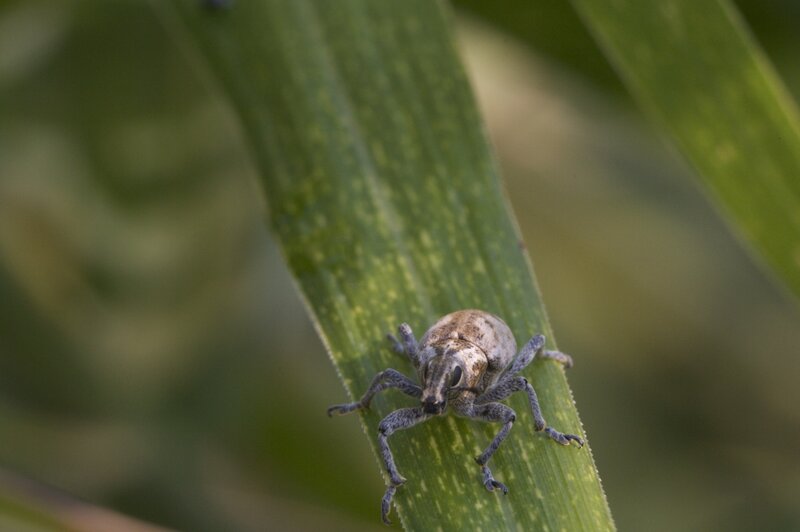 weevil on a leaf