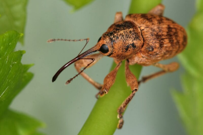 weevil on a plant stem
