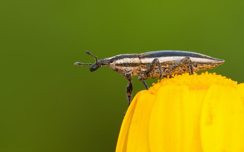 weevil on a yellow flower