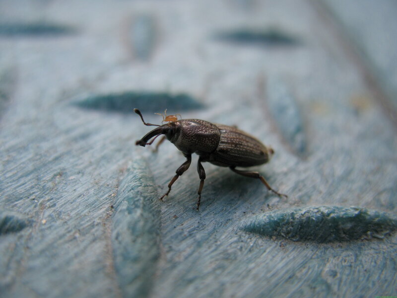 weevil on blue surface