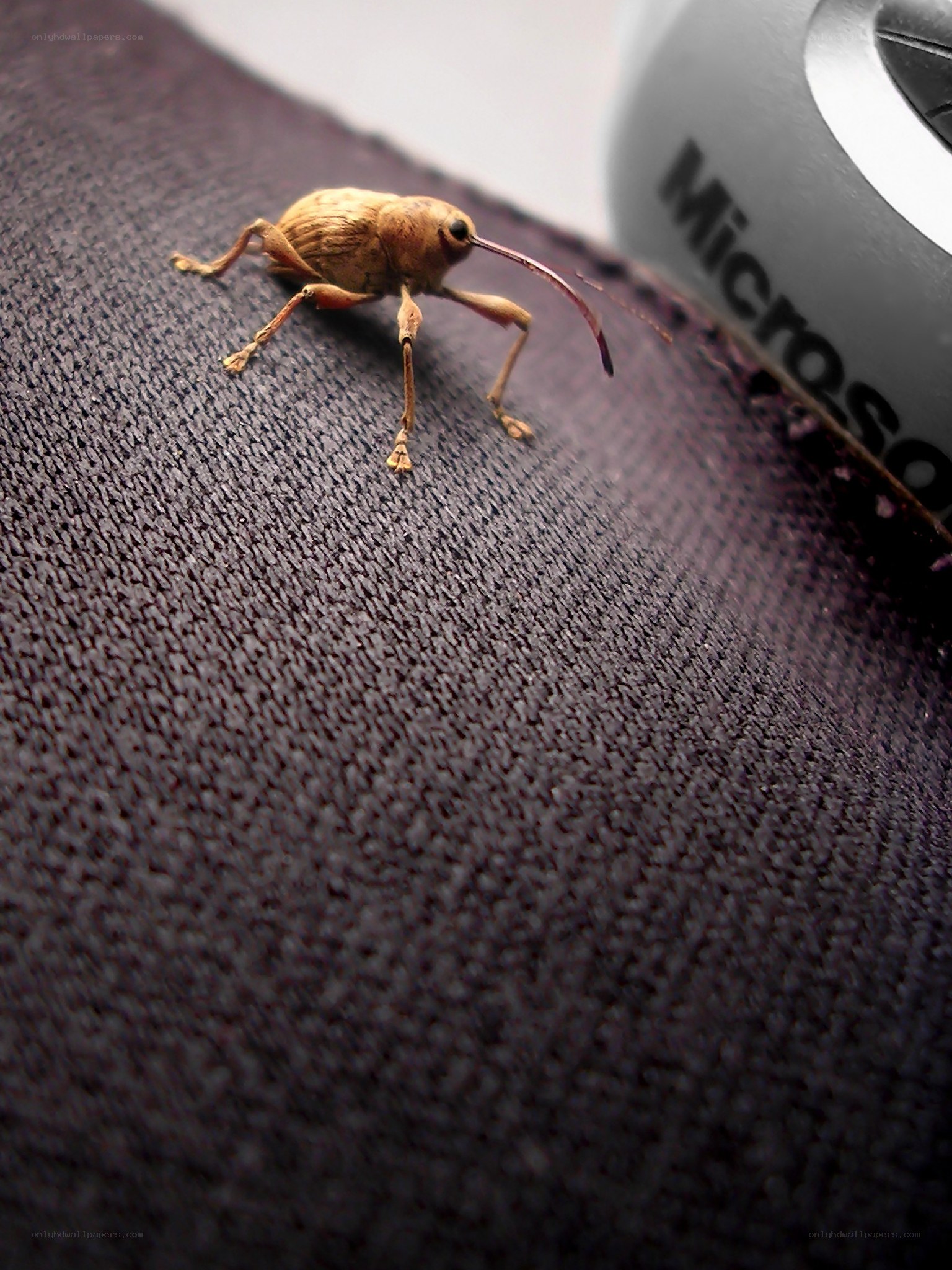 weevil on fabric surface