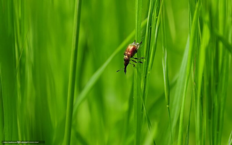 Weevil on green grass
