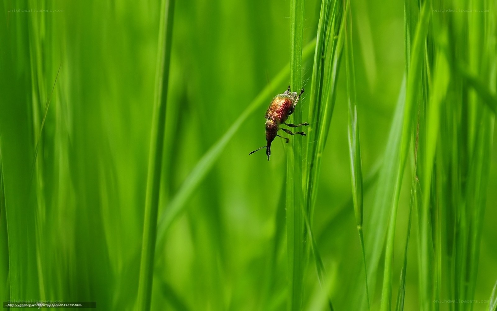 Weevil on green grass