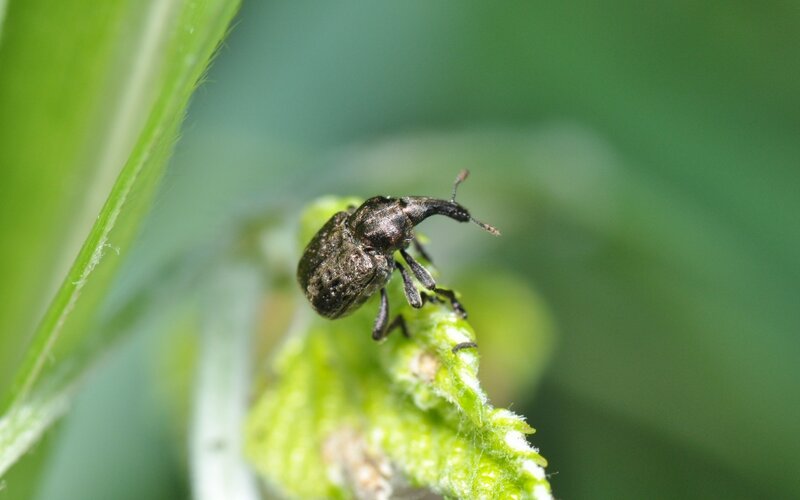 Weevil on Green Leaf — Natural, Afternoon, Photograph, Insect