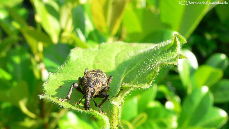 Weevil on Green Leaf — Natural, Afternoon, Photograph