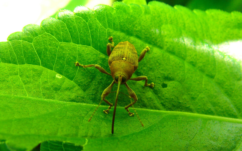 Weevil on Green Leaf — Natural, Photograph, Insect