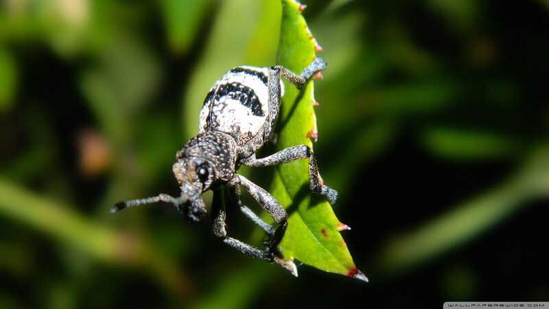 Weevil on Green Leaf — Natural
