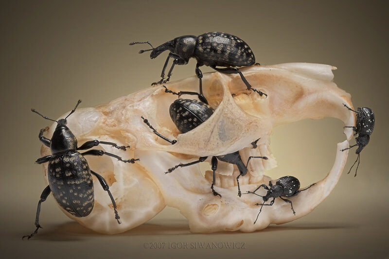 Weevils on a skull