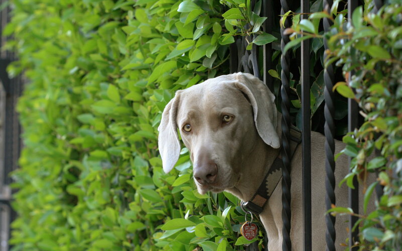 Weimaraner Dog — Green