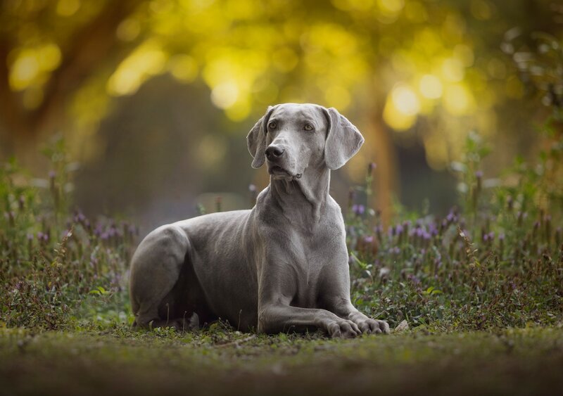 Weimaraner Dog in Field