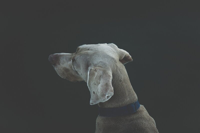 Weimaraner Dog in Profile
