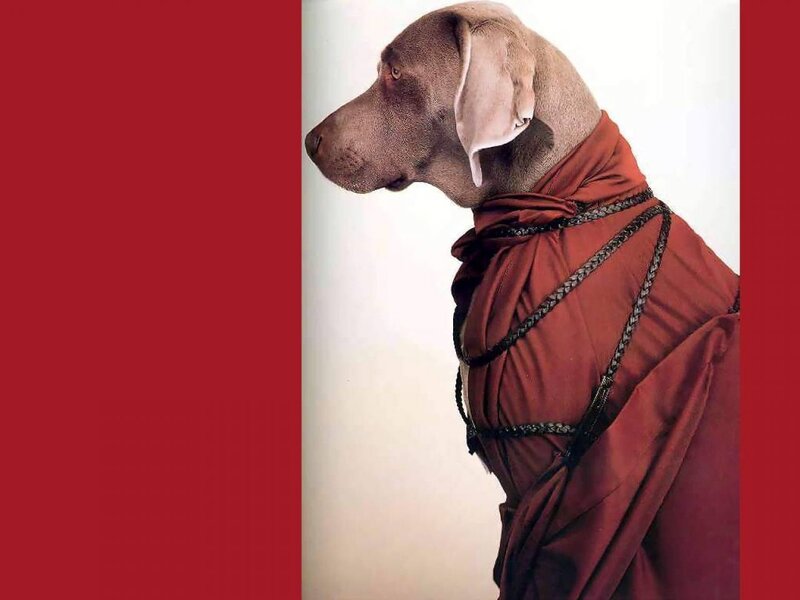 Weimaraner Dog in Robe