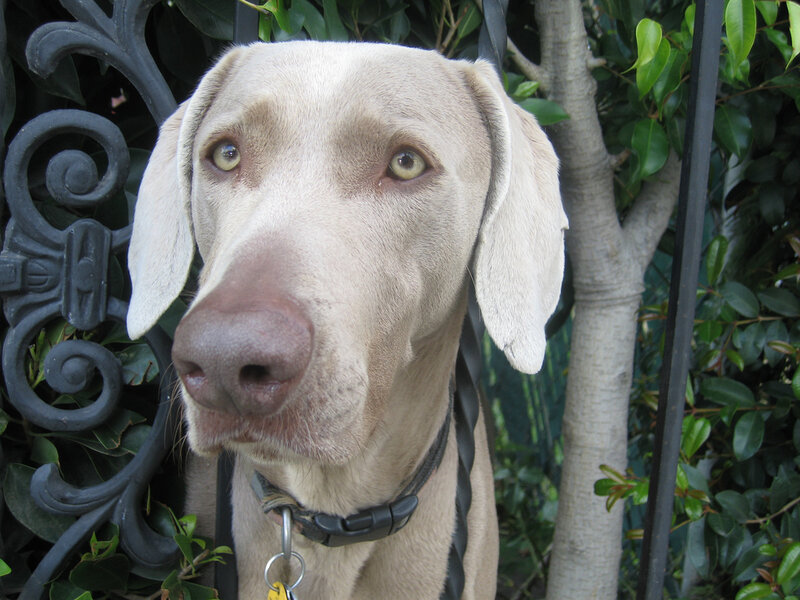 Weimaraner dog portrait