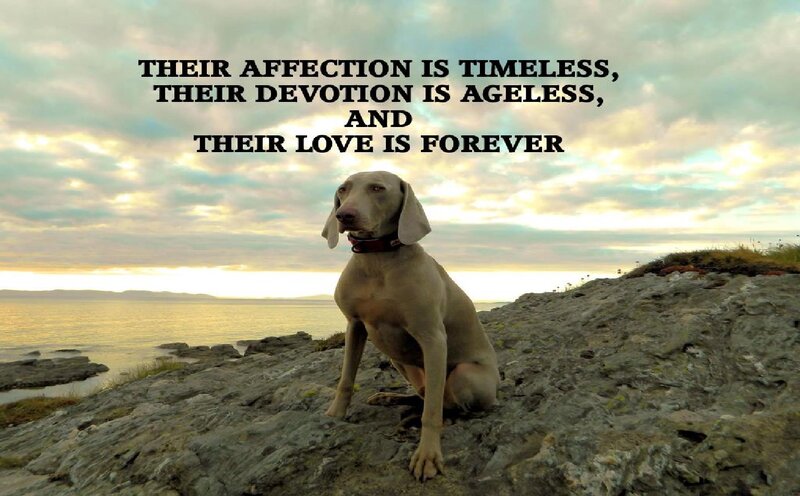 Weimaraner Dog