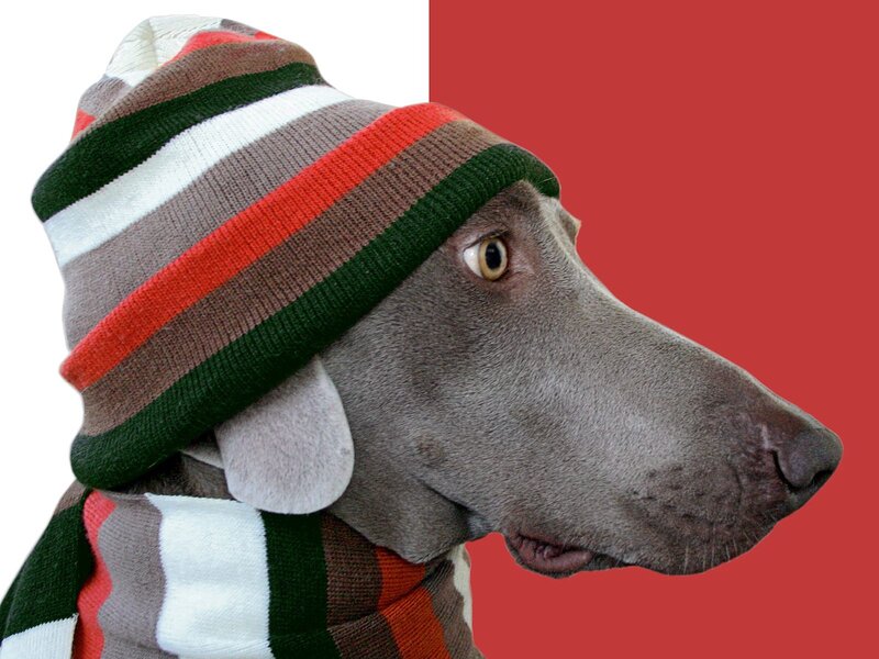 Weimaraner Dog Wearing Hat