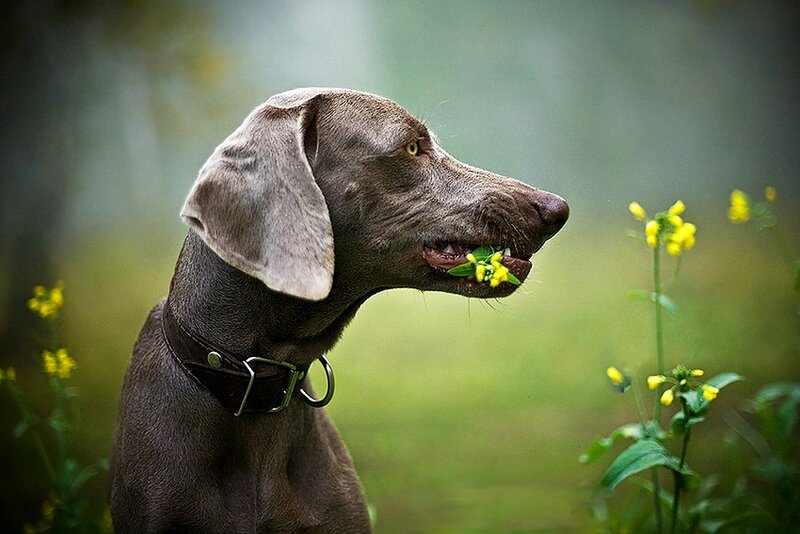 Weimaraner Dog with Flowers
