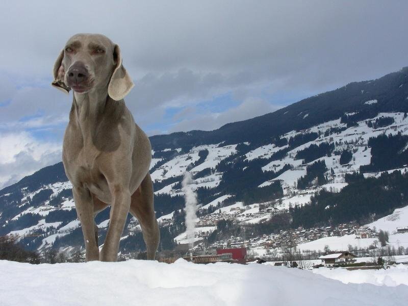 Weimaraner in snowy mountains