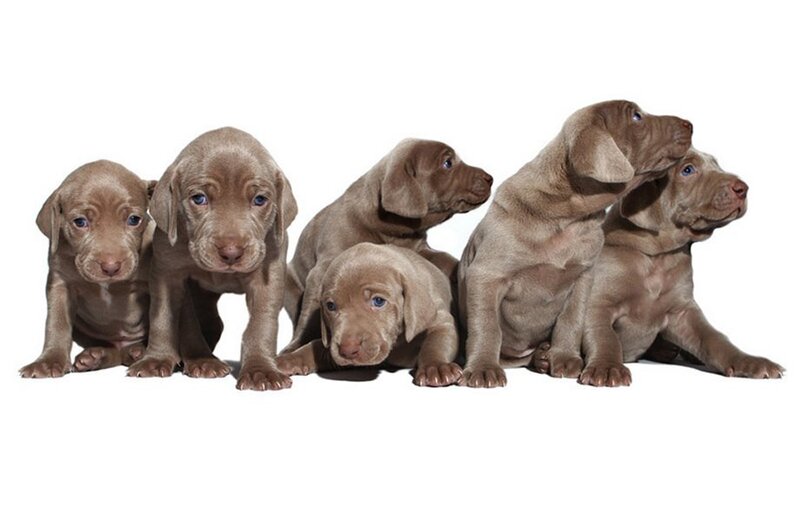 Weimaraner Puppies