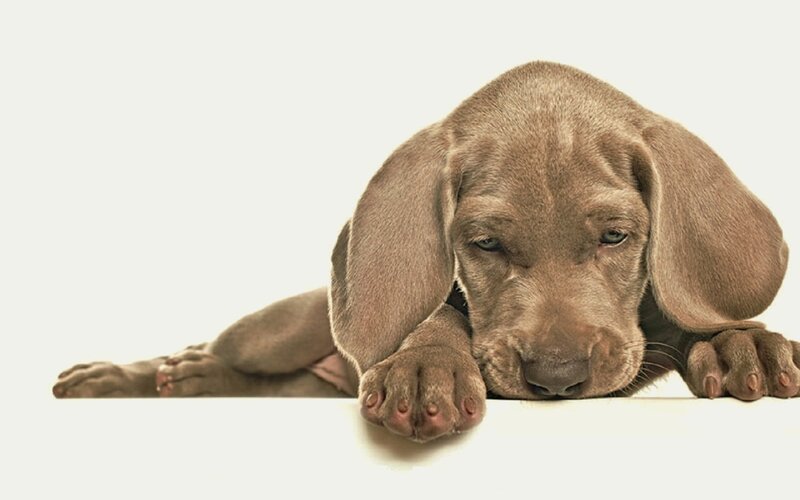 Weimaraner Puppy — Brown