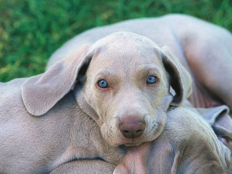 Weimaraner Puppy — Gray, Calm, Afternoon, Photograph, Grass, Blue
