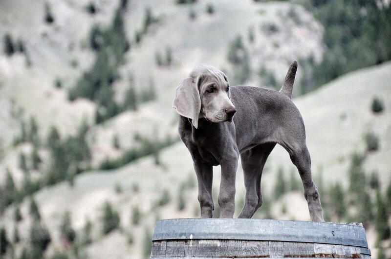 Weimaraner Puppy — Gray, Calm, Afternoon