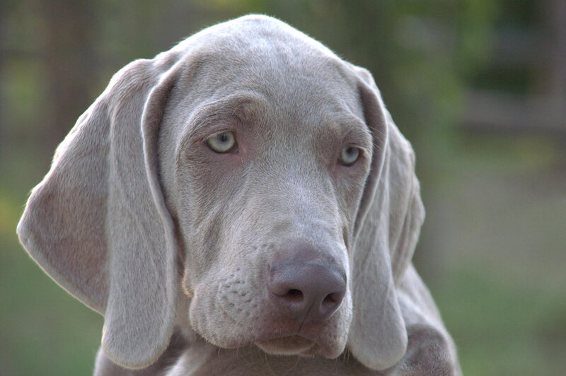 Weimaraner Puppy — Gray, Calm, Photograph, Ears