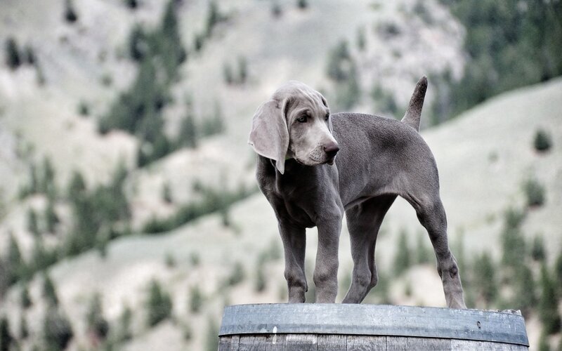 Weimaraner Puppy — Gray, Calm, Photograph