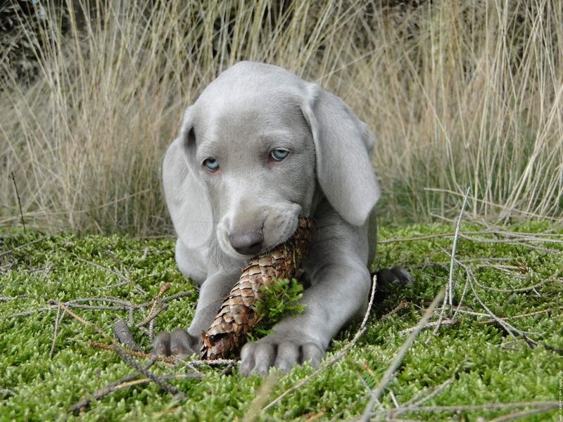 Weimaraner Puppy — Gray, Calm
