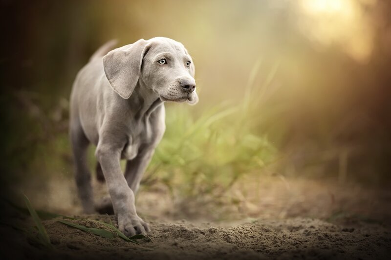 Weimaraner Puppy — Gray, Serene, Sunset