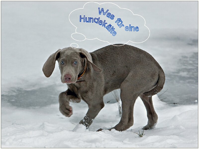 Weimaraner Puppy in Snow