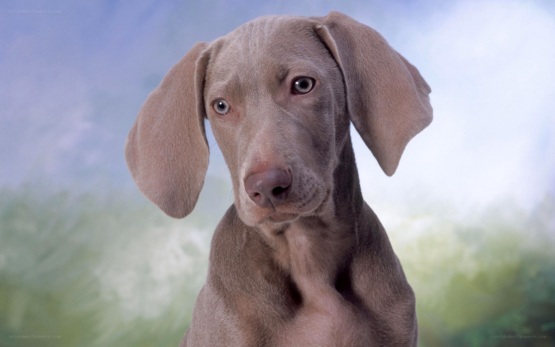 Weimaraner puppy portrait