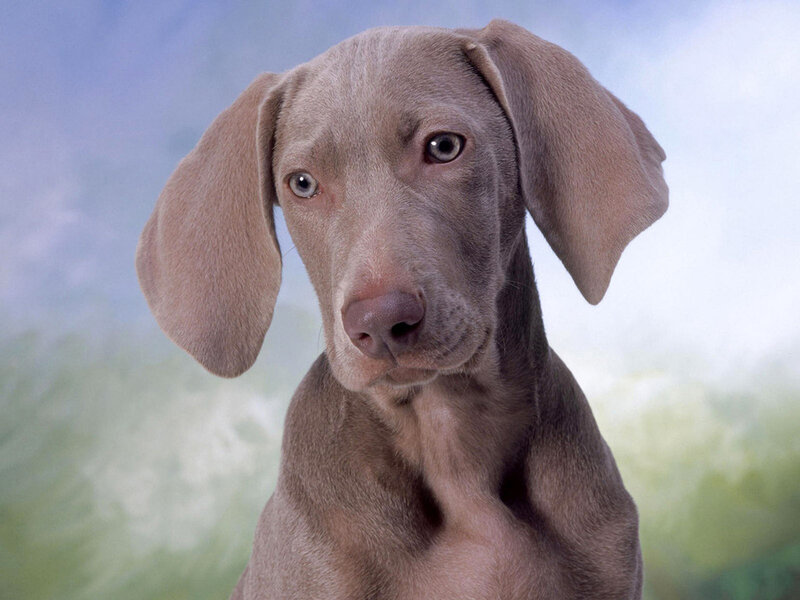 Weimaraner Puppy