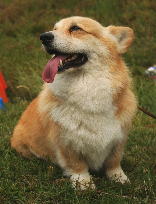 Welsh Corgi Dog — Brown, Calm, Afternoon