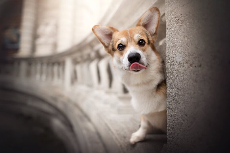 Welsh Corgi Dog — Brown, Curious