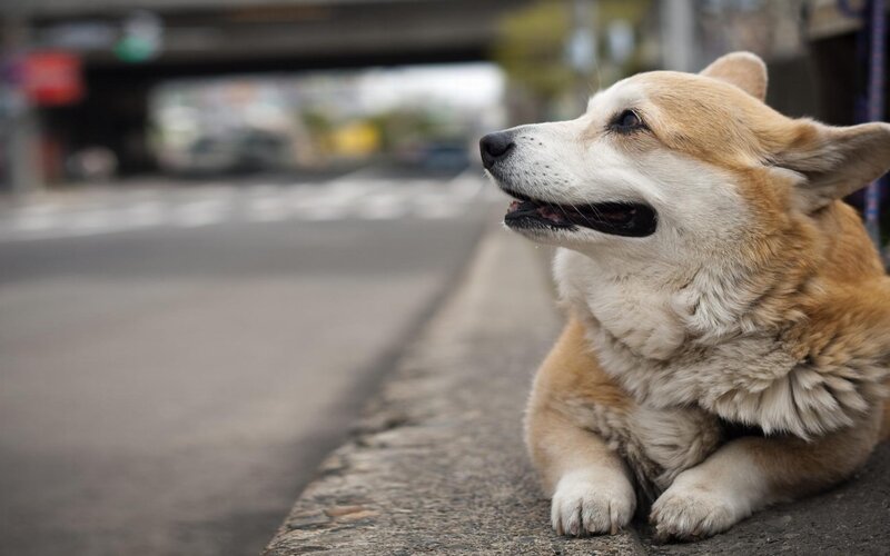 Welsh Corgi Dog — Brown