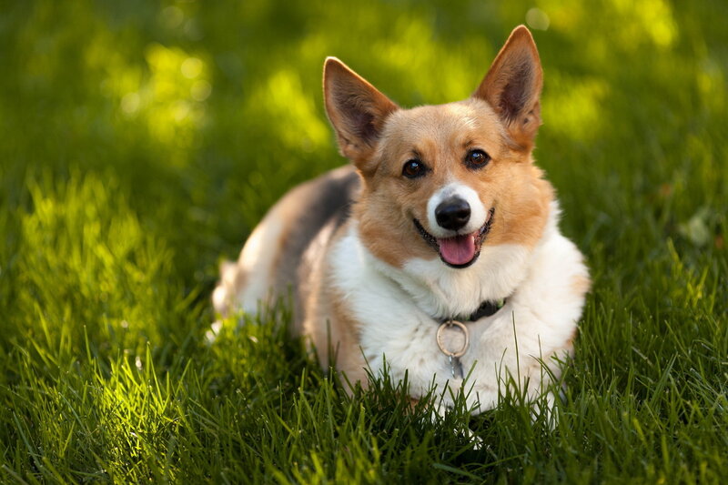 Welsh Corgi in Grass