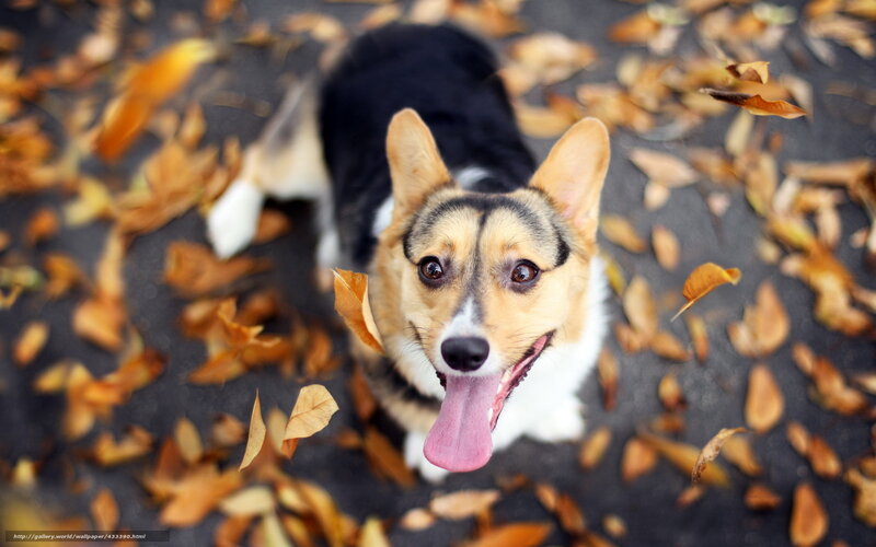 Welsh Corgi in Leaves — Brown