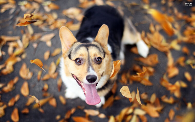 Welsh Corgi in Leaves
