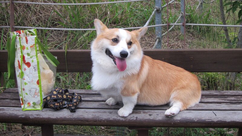 Welsh Corgi on Bench