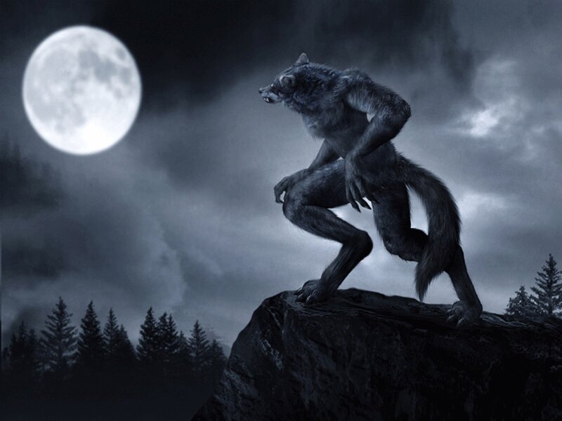 Werewolf on a Rock — Gray, Dramatic