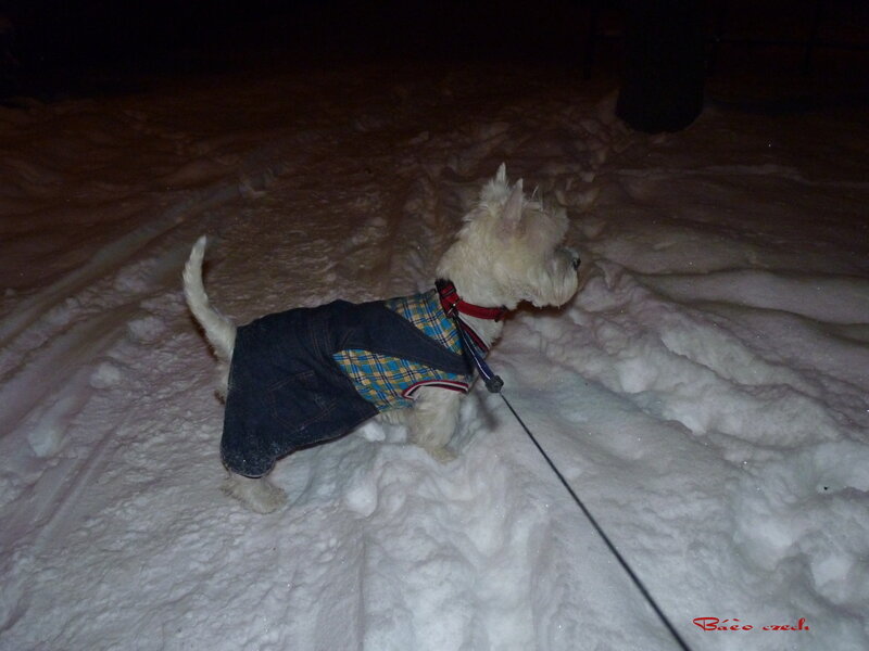 West Highland Terrier