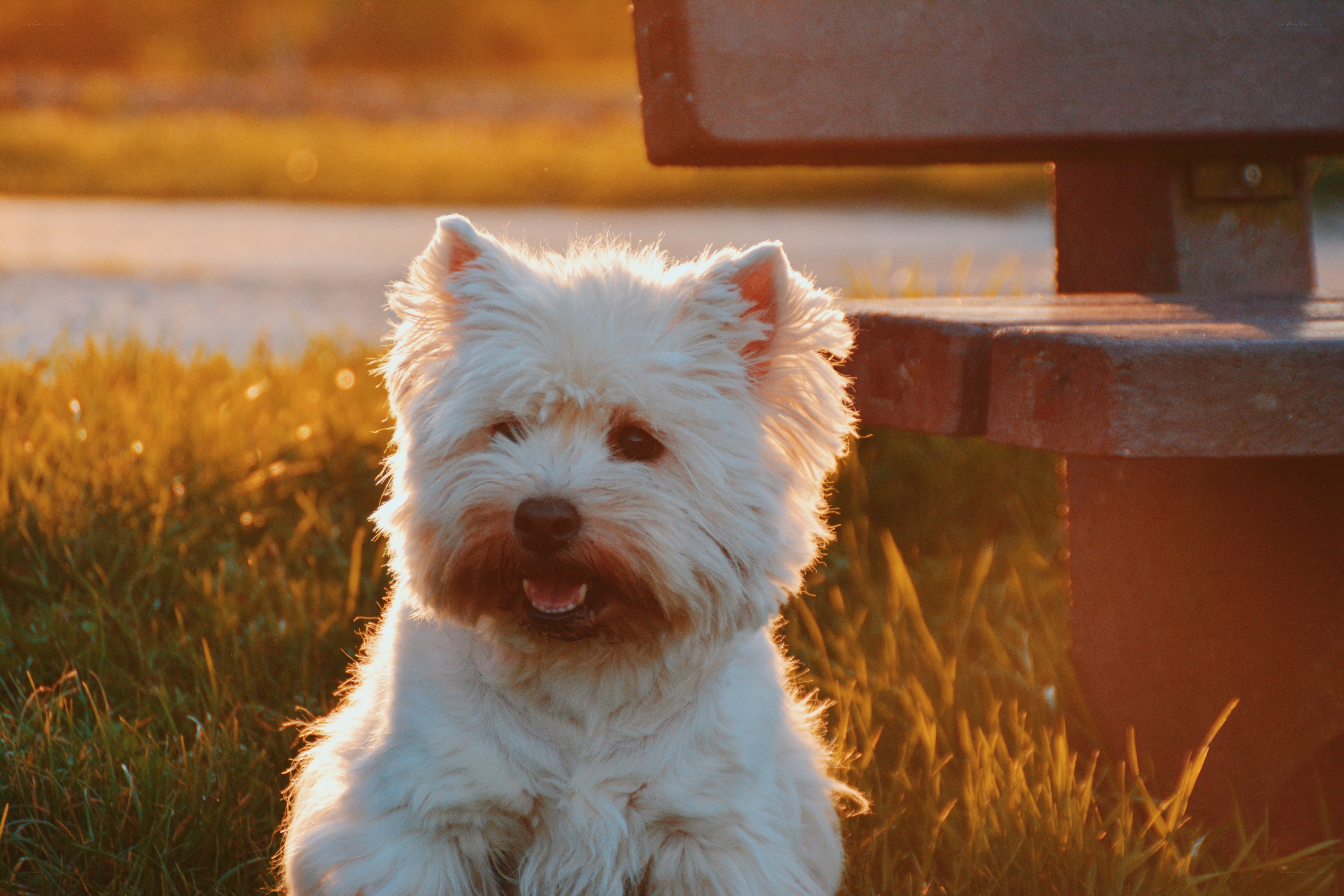 West Highland White Terrier at sunset