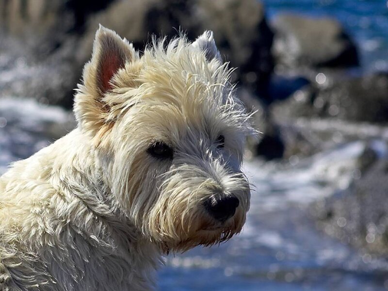 West Highland White Terrier by the sea