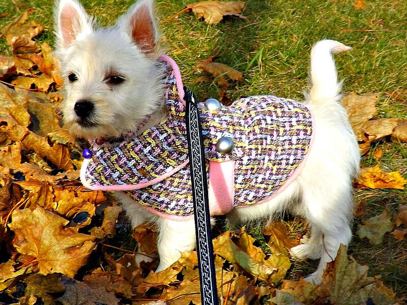 West Highland White Terrier Puppy — Calm