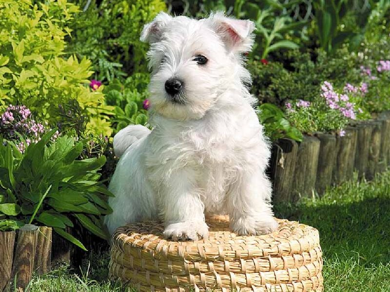 West Highland White Terrier puppy